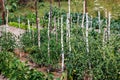 Tomatoes in vegetable garden in Poland Royalty Free Stock Photo