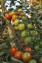 Tomatoes grown in a kitchen garden Royalty Free Stock Photo