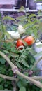 tomatoes grown in styrofoam