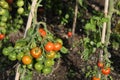 Tomatoes on the Vine growing from the Cold Frame