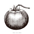 Tomatoes hand drawing engraving illustration Royalty Free Stock Photo