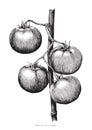 Tomatoes hand drawing engraving illustration Royalty Free Stock Photo