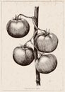 Tomatoes hand drawing engraving illustration on vintage background