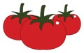 Tomatoes hand drawn design, illustration, vector Royalty Free Stock Photo