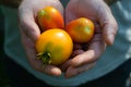 Tomatoes in the hands of a farmer close-up. Organic farming in the country or in the garden. Harvest summer vegetables