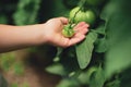 Tomatoes in hands. Little girl hand holding organic green tomato Royalty Free Stock Photo