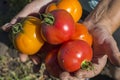 Tomatoes in hands