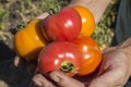 Tomatoes in hands