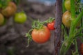 Tomatoes hang on a branch. Ripening tomatoes. Household. Home harvest