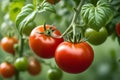 Tomatoes Hanging From a Tree