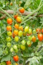 Tomatoes hanging on tree Royalty Free Stock Photo