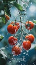 Tomatoes Hanging From Vine in Rain, Ripe Red Fruit Drenched in Refreshing Water Drops