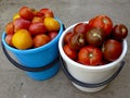 Tomatoes harvest