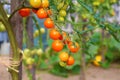 Tomatoes on home garden.