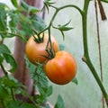 Tomatoes in a hotbed