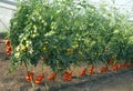 Tomatoes in a hothouse