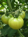 Tomatoes in a hothouse Royalty Free Stock Photo
