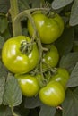 Tomatoes in a hothouse Royalty Free Stock Photo