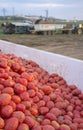 Tomatoes just harvested loaded at gondola trailer to be towed by tractor