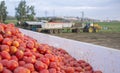 Tomatoes just harvested loaded at gondola trailer to be towed by tractor