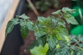 Tomatoes leaves in a vegetable garden