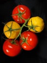 Tomatoes and lemons on the same branch Royalty Free Stock Photo