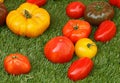 Tomatoes of old varieties in presentation on an artificial turf