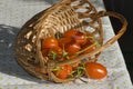 Tomatoes in overturned basket Royalty Free Stock Photo