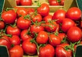 Tomatoes Royalty Free Stock Photo
