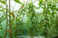 Tomatoes picked and ripening on the truss, in the poly tunnel. Royalty Free Stock Photo