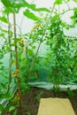 Tomatoes picked and ripening on the truss, in the poly tunnel.upright Royalty Free Stock Photo