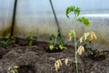 Tomatoes plant with disease on leaves. Damaged unprotected tomato plant after cold in greenhouse. Weather change effect. Royalty Free Stock Photo