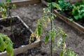 Tomatoes plant with disease on leaves. Damaged unprotected tomato plant after cold in greenhouse. Weather change effect. Royalty Free Stock Photo