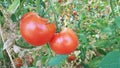 Tomatoes on the plant in a garden ripe and unripe fresh