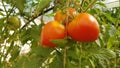 Tomatoes on the plant in a garden ripe and unripe fresh