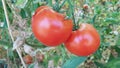 Tomatoes on the plant in a garden ripe and unripe fresh