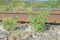 Tomatoes of plant in railway stone in wild