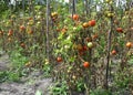 Tomatoes plantation get sick by late blight. Phytophthora infestans is an oomycete that causes the serious tomatoes disease
