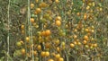 Tomatoes Plants