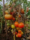 Tomatoes plants in a green house in a fall Royalty Free Stock Photo