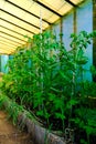 Tomatoes plants growing in greenhouse. Growing vegetables.