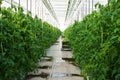 Tomatoes plants growing inside a modern greenhouse with two workers afar