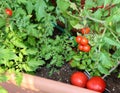 tomatoes with the plants grown in the pot in a terrace of the ap