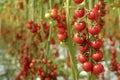 Tomatoes plants in natural light