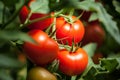 Tomatoes Pomodori macrophotography