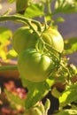 Tomatoes in the process of ripening on the plant.