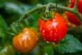 Tomatoes after the rain