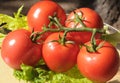 Tomatoes with rain drops 3