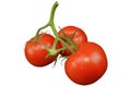 Tomatoes. Ripe and red tomatoes branch isolated on white background. Royalty Free Stock Photo