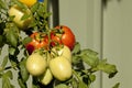 Tomatoes Ripe